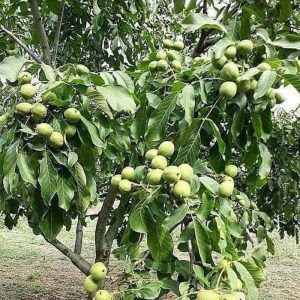 نهال آنلاین | خرید نهال